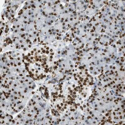 Immunohistochemistry-Paraffin: LRH-1/NR5A2 Antibody [NBP1-90048] - Staining of human Pancreas shows strong nuclear positivity in exocrine glandular cells and Islets of Langerhans.
