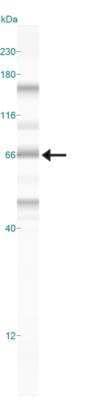 Simple Western: LRH-1/NR5A2 Antibody [NBP2-27204] - Simple Western lane view shows a specific band for LRH-1/NR5A2 in 0.5 mg/ml of HepG2 lysate.  This experiment was performed under reducing conditions using the 12-230 kDa separation system.  