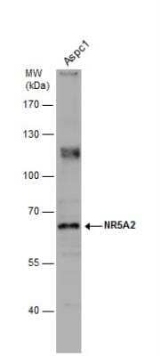 Western Blot: LRH-1/NR5A2 Antibody [NBP1-32489] - Whole cell extract (30 ug) was separated by 7.5% SDS-PAGE, and the membrane was blotted with NR5A2 antibody [N2C3] diluted at 1:500.