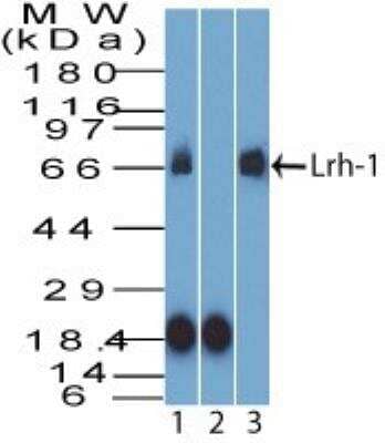 Western Blot: LRH-1/NR5A2 Antibody [NBP2-27204] - Analysis of Lrh-1. HEPG2 lysate in the 1) absence and 2) presence of immunizing peptide, 3) RAW lysate probed with 2 ug/ml of Lrh-1 antibody. Goat anti-rabbit Ig HRP secondary antibody and PicoTect ECL substrate solution were used for this test.