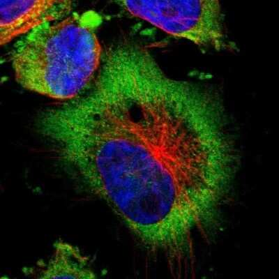 <b>Genetic Strategies Validation. </b>Immunocytochemistry/Immunofluorescence: LRIG1 Antibody [NBP2-30926] - Sttaining of human cell line U-251 MG shows localization to cytosol. Antibody staining is shown in green.