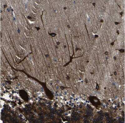 Immunohistochemistry-Paraffin: LRIG1 Antibody [NBP2-30926] - Staining of human cerebellum shows very strong cytoplasmic positivity in Purkinje cells.