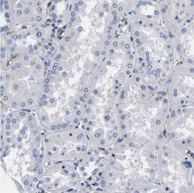 Immunohistochemistry-Paraffin: LRIG1 Antibody [NBP2-30926] - Staining of human kidney shows no positivity in cells in tubules as expected.