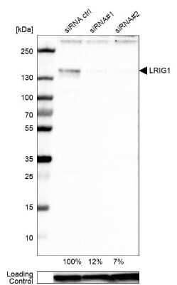 Western Blot LRIG1 Antibody