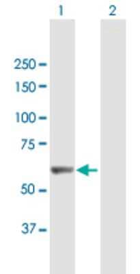 Western Blot: LRIT3 Antibody [H00345193-B01P] - Analysis of LRIT3 expression in transfected 293T cell line by LRIT3 polyclonal antibody.  Lane 1: LRIT3 transfected lysate(60.72 KDa). Lane 2: Non-transfected lysate.