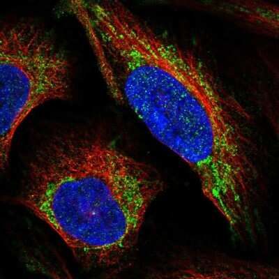 Immunocytochemistry/Immunofluorescence: LRP-11 Antibody [NBP2-56618] - Staining of human cell line U-2 OS shows localization to mitochondria.