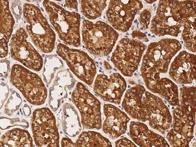 Immunohistochemistry: LRP-11 Antibody [NBP3-00238] - Immunochemical staining of human LRP-11 in human kidney with rabbit polyclonal antibody (1:1000, formalin-fixed paraffin embedded sections).