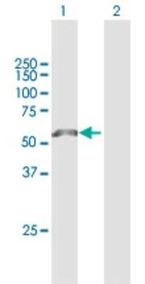 Western Blot: LRP-11 Antibody [H00084918-B01P] - Analysis of LRP11 expression in transfected 293T cell line by LRP11 polyclonal antibody.  Lane 1: LRP11 transfected lysate(55 KDa). Lane 2: Non-transfected lysate.