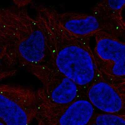 Immunocytochemistry/Immunofluorescence: LRP-1B Antibody [NBP2-76566] - Staining of human cell line HEK 293 shows localization to vesicles. Antibody staining is shown in green.