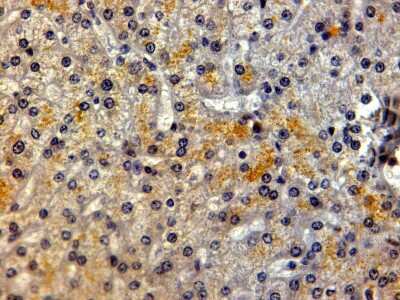 Immunohistochemistry-Paraffin: LRP-5 Antibody [NB100-1886] - (2ug/ml) staining of paraffin embedded Human Liver. Steamed antigen retrieval with citrate buffer pH 6, HRP-staining.