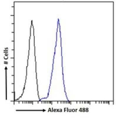 Flow Cytometry: LRP-6 Antibody [NB100-1475] - Flow cytometric analysis of paraformaldehyde fixed K562 cells (blue line), permeabilized with 0.5% Triton. Primary incubation 1hr (10ug/ml) followed by Alexa Fluor 488 secondary antibody (1ug/ml). IgG control: Unimmunized goat IgG (black line) followed by Alexa Fluor 488 secondary antibody.