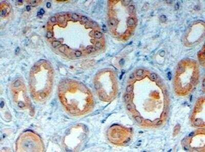 Immunohistochemistry-Paraffin: LRP-6 Antibody [NB100-1475] - Analysis of paraffin embedded Human Kidney using this antibody at 4 ug/mL. Steamed antigen retrieval with citrate buffer pH 6, HRP-staining.