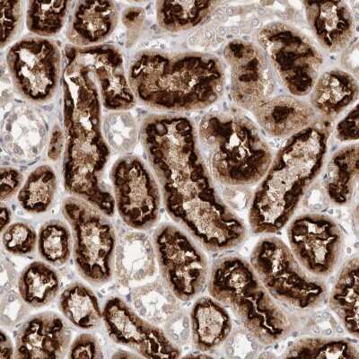 Immunohistochemistry-Paraffin: LRP-6 Antibody [NBP1-86345] - Staining of human kidney shows high expression.
