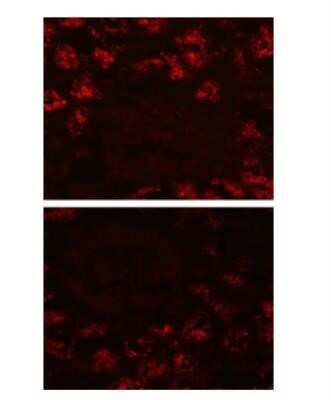 Immunocytochemistry/Immunofluorescence: LRP2 Antibody (CD7D5) - Azide and BSA Free [NBP2-80836] - Immunofluorescence staining of Megalin in the brush border of the proximal tubule. Image from the standard format of this antibody.