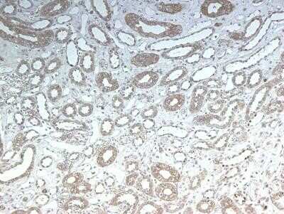 Immunohistochemistry-Paraffin: LRP2 Antibody (CD7D5) - Azide and BSA Free [NBP2-80836] - Staining on human kidney at 1:100, overnight incubation at 4C. Image from a review by a confirmed customer. Image from the standard format of this antibody.