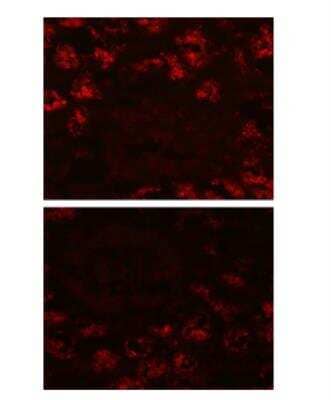 Immunocytochemistry/Immunofluorescence: LRP2 Antibody (CD7D5) [NB110-96417] - Immunofluorescence staining of Megalin in the brush border of the proximal tubule.