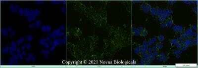 Immunocytochemistry/Immunofluorescence: LRP2 Antibody (CD7D5) [NB110-96417] - Hek293 cells were fixed in 4% paraformaldehyde for 10 minutes and permeabilized in 0.05% Triton X-100 in PBS for 5 minutes. The cells were incubated with anti-LRP2 Antibody (CD7D5) NB110-96417 at 1 ug/ml overnight at 4C and detected with an anti-mouse Dylight 488 (Green) at a 1:1000 dilution for 60 minutes. Nuclei were counterstained with DAPI (Blue).  Cells were imaged using a 40X objective.