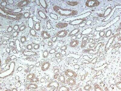 Immunohistochemistry-Paraffin: LRP2 Antibody (CD7D5) [NB110-96417] - Staining on human kidney at 1:100, overnight incubation at 4C.  Image from a review by a confirmed customer.