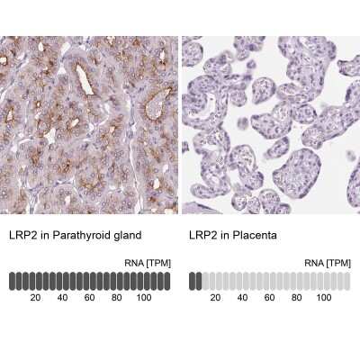 Immunohistochemistry-Paraffin: LRP2 Antibody [NBP2-39033] - Analysis in human parathyroid gland and placenta tissues. Corresponding LRP2 RNA-seq data are presented for the same tissues.