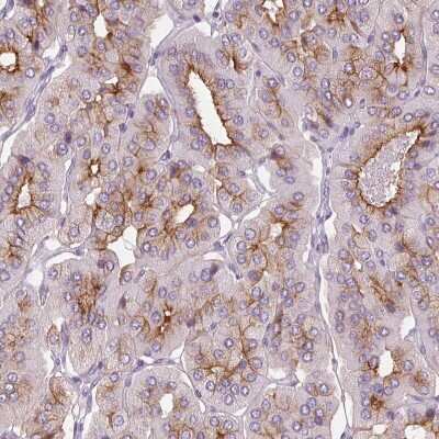 Immunohistochemistry-Paraffin: LRP2 Antibody [NBP2-39033] - Staining of human parathyroid gland shows strong membranous positivity in glandular cells.