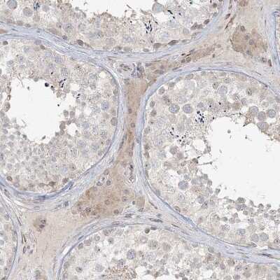 Immunohistochemistry-Paraffin: LRP2BP Antibody [NBP1-84096] - Staining of human testis shows weak cytoplasmic positivity in Leydig cells.