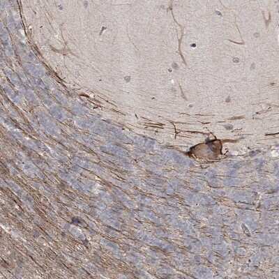 Immunohistochemistry-Paraffin: LRP2BP Antibody [NBP1-84096] - Staining of human cerebellum shows weak cytoplasmic positivity in Purkinje cells as well as positivity in neural fibers.