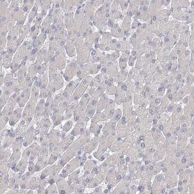 Immunohistochemistry-Paraffin: LRP2BP Antibody [NBP1-84097] - Staining of human liver shows no positivity in hepatocytes as expected.