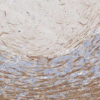 Immunohistochemistry-Paraffin: LRP2BP Antibody [NBP1-84097] - Staining of human cerebellum shows weak cytoplasmic positivity in Purkinje cells as well as positivity in neural fibers.