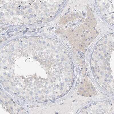 Immunohistochemistry-Paraffin: LRP2BP Antibody [NBP1-84097] - Staining of human testis shows weak cytoplasmic positivity in Leydig cells.