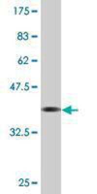 Western Blot: LRP3 Antibody (4C11) [H00004037-M10] - detection against Immunogen (37.11 KDa) 