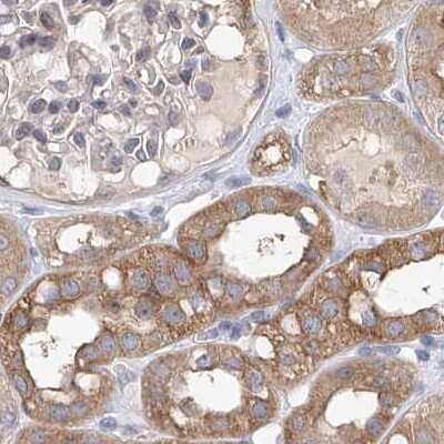 Immunohistochemistry-Paraffin: LRRC16A Antibody [NBP1-91222] - Staining of human kidney.