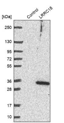 Western Blot: LRRC18 Antibody [NBP1-81102] - Analysis in control (vector only transfected HEK293T lysate) and LRRC18 over-expression lysate (Co-expressed with a C-terminal myc-DDK tag (3.1 kDa) in mammalian HEK293T cells).