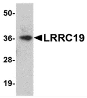 Western Blot: LRRC19 Antibody [NBP2-81732] - Analysis of LRRC19 in K562 cell lysate with LRRC19 antibody at 1 ug/ml.
