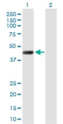 Western Blot: LRRC2 Antibody [H00079442-B01P] - Analysis of LRRC2 expression in transfected 293T cell line by LRRC2 polyclonal antibody.  Lane 1: LRRC2 transfected lysate(40.81 KDa). Lane 2: Non-transfected lysate.