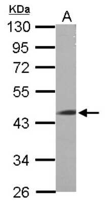 Western Blot: LRRC2 Antibody [NBP2-19374] - Sample (50 ug of whole cell lysate) A: Mouse Heart, 10% SDS PAGE gel, diluted at 1:1000.