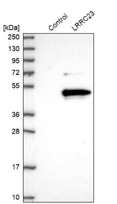 Western Blot: LRRC23 Antibody [NBP1-88962] - Analysis in control (vector only transfected HEK293T lysate) and LRRC23 over-expression lysate (Co-expressed with a C-terminal myc-DDK tag (3.1 kDa) in mammalian HEK293T cells).
