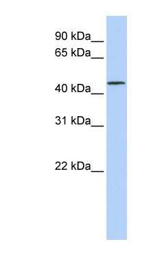 Western Blot LRRC28 Antibody - BSA Free