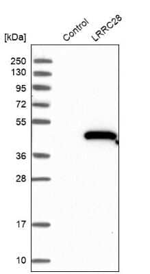 Western Blot LRRC28 Antibody