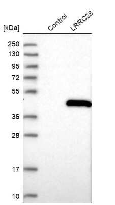 Western Blot LRRC28 Antibody