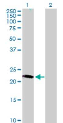 Western Blot: LRRC29 Antibody [H00026231-B01P] - Analysis of LRRC29 expression in transfected 293T cell line by LRRC29 polyclonal antibody.  Lane 1: LRRC29 transfected lysate(24.53 KDa). Lane 2: Non-transfected lysate.