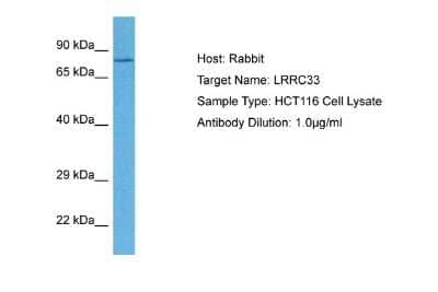 Western Blot: LRRC33 Antibody [NBP2-83151] - Host: Rabbit. Target Name: LRRC33. Sample Tissue: Human HCT116 Whole Cell. Antibody Dilution: 1ug/ml