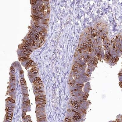 Immunohistochemistry-Paraffin: LRRC34 Antibody [NBP1-81146] - Staining of human fallopian tube shows strong cytoplasmic and membrane positivity in glandular cells.