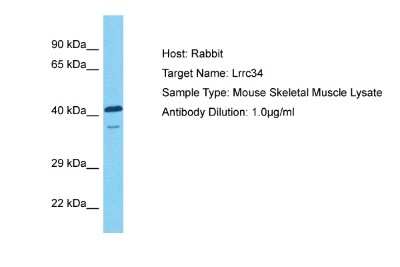 Western Blot: LRRC34 Antibody [NBP2-83153] - Host: Rabbit. Target Name: LRRC34. Sample Tissue: Mouse Skeletal Muscle lysates. Antibody Dilution: 1ug/ml