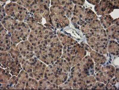 Immunohistochemistry-Paraffin: LRRC35 Antibody (2A9) [NBP2-00577] Staining of paraffin-embedded Human pancreas tissue using anti-LRRC35 mouse monoclonal antibody.