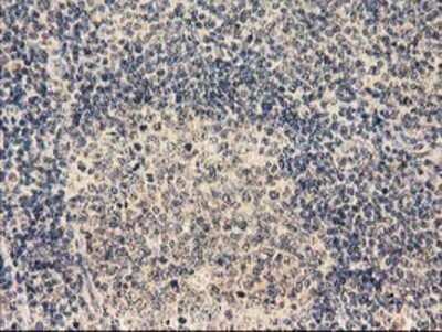 Immunohistochemistry: LRRC35 Antibody (OTI2A9) - Azide and BSA Free [NBP2-72532] - Staining of paraffin-embedded Human lymph node tissue using anti-LRRC35 mouse monoclonal antibody.
