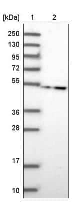 Western Blot: LRRC35 Antibody [NBP2-34051] - Lane 1: Marker  [kDa] 250, 130, 95, 72, 55, 36, 28, 17, 10.  Lane 2: Human cell line RT-4