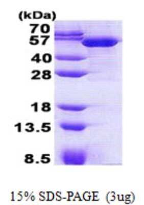 SDS-Page: LRRC35 Protein [NBP2-22898]