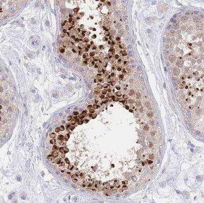 Immunohistochemistry-Paraffin: LRRC37A Antibody [NBP2-46682] - Staining of human testis shows cytoplasmic positivity in cells of seminiferus ducts.