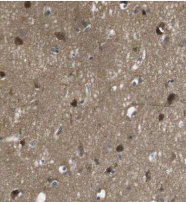 Immunohistochemistry-Paraffin: LRRC3B/LRP15 Antibody [NBP1-89579] - Staining of human cerebral cortex shows moderate cytoplasmic positivity in neuronal cells.