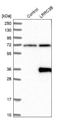Western Blot: LRRC3B/LRP15 Antibody [NBP1-89579] - Analysis in control (vector only transfected HEK293T lysate) and LRRC3B over-expression lysate (Co-expressed with a C-terminal myc-DDK tag (3.1 kDa) in mammalian HEK293T cells).
